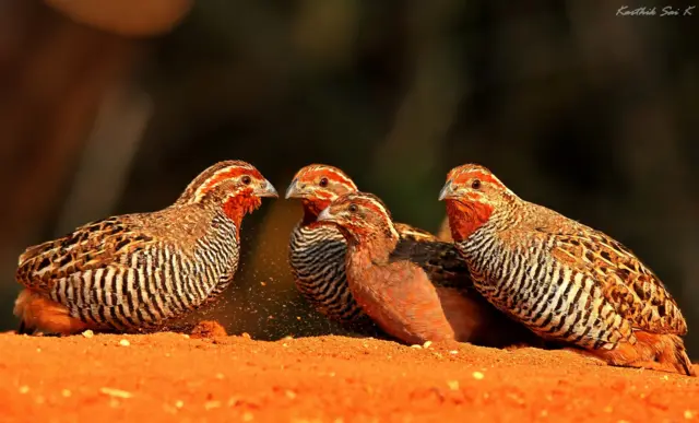 జంగిల్ బుష్ క్వాయిల్ 