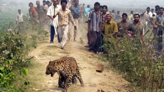સિંહ-દીપડાના હુમલા વધ્યા