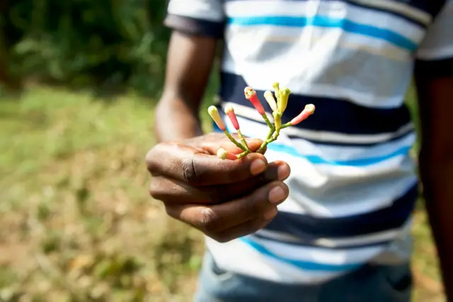 Une main d'homme tient un bougeon de clous de girofle