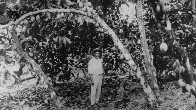 Foto historica de preto e branco com homem em meio a plantação de cacau