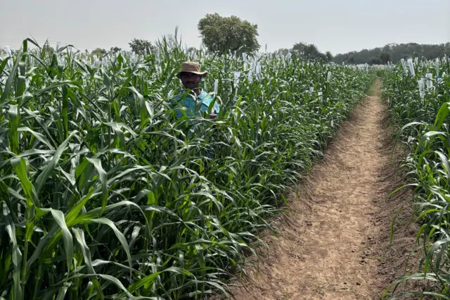 ગુજરાત ખેડૂત ખેતી પાણી ચોમાસું હવામાન બાજરા, બાજરા-1 બીબીસી ગુજરાતી ઇગફ્રી ઘાસચારો પશુ દૂધ ઉત્પાદન ડેરી ઉદ્યોગ પશુપાલકો બુન્દેલ