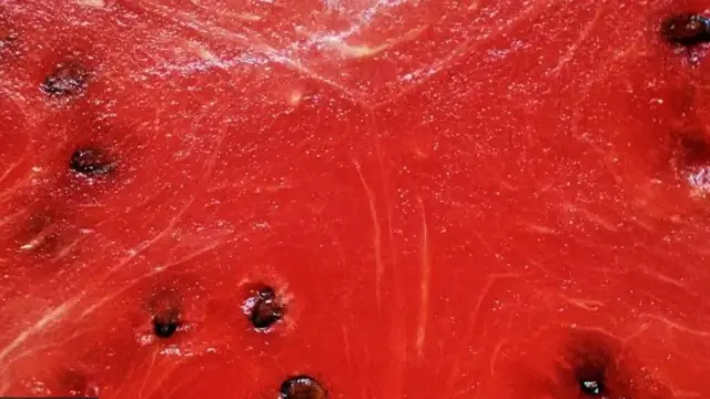 Salah satu pertanyaan besar adalah kapan semangka berwarna merah atau kuning yang kita santap sekarang mulai dibudidayakan?