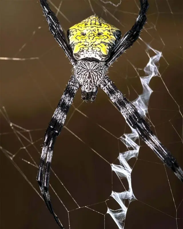 Aranha argiope appensa 