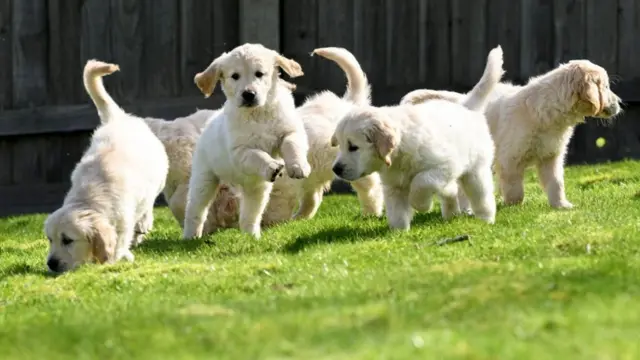 ట్రిగ్గర్ డాగ్