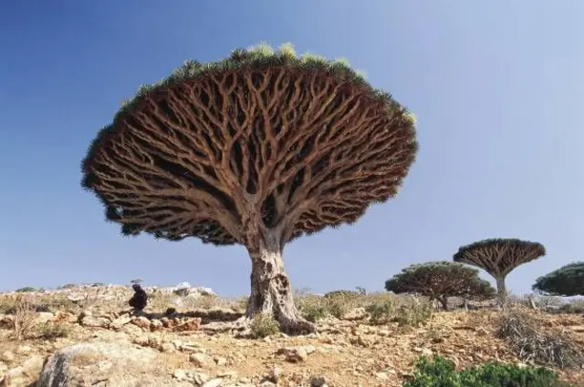 Dragon's Blood Tree