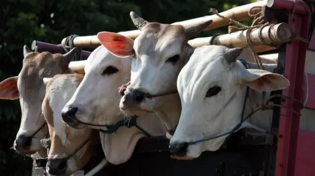 পাঁচটি সাদাটে রঙের গরু একসাথে