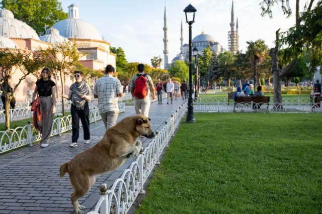 Sokak Hayvanları: AKP Yasa Teklifini Meclis'e Sundu, Sağlıklı ...