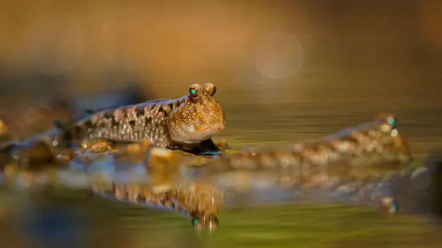 మడ్ స్కిపర్ చేపలు