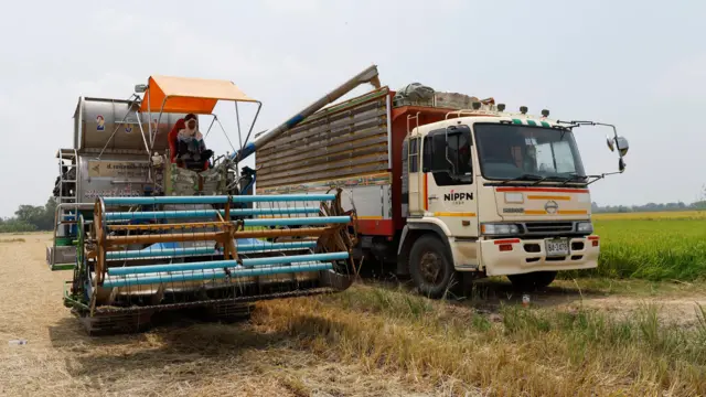 Уборка риса в Таиланде 1 апреля