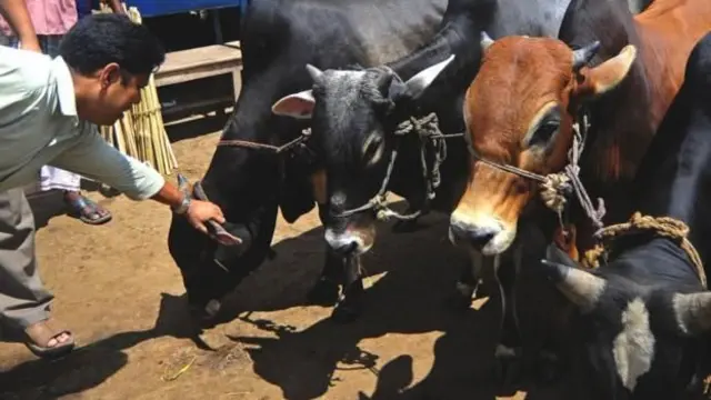 পশুর স্বাস্থ্য পরীক্ষা করছেন একজন পশু চিকিৎসক