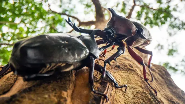 나무 기둥에서 뿔을 맞대고 있는 두 마리 장수풍뎅이