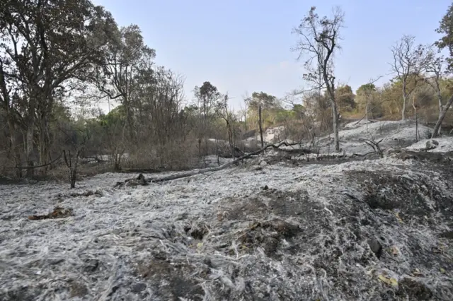 நீலகிரி காட்டுத்தீ: பல ஆயிரம் ஏக்கர் வரையிலான காடுகள் சேதம் - காரணம் யார்? காட்டுத்தீயில் அழிந்த மரங்களின் எண்ணிக்கையை அளவிட்டு வருவதாக வனத்துறையினர் கூறுகின்றனர்