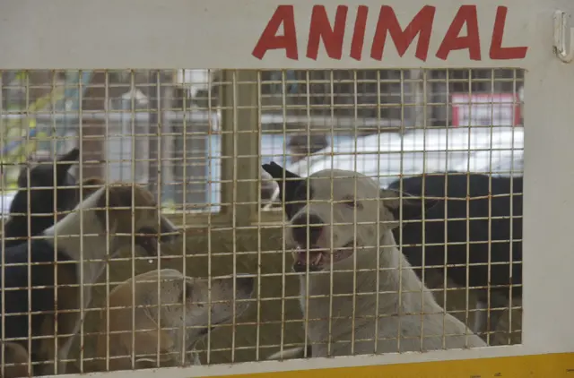 தெருநாய் பிரச்னை, உச்சநீதிமன்றம், தெருநாய் கடி, ரேபிஸ்