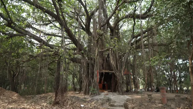 नाशिकच्या तपोवनातली झाडं