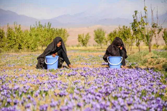 برداشت زعفران در هرات