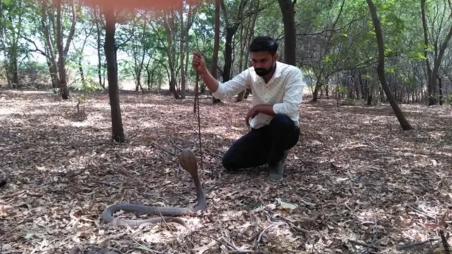 ராஜநாகங்கள் ரயில்வேயைச் சுற்றி காணப்படுவதற்கான காரணம் நடைமுறை ரீதியானது என்றும் ஆராய்ச்சியாளர்கள் குழு கூறுகிறது. தானியங்கள், பழங்கள் அல்லது இதர பொட்டலமிடப்பட்ட உணவுப் பொருட்களின் கழிவுகள் காரணமாக, ரயில்வே பகுதிகளில் எலிகள் அதிகளவில் கூடுகின்றன. எலிகள் அங்கேயே தங்கள் வாழிடங்களை அமைத்து வாழ்கின்றன. இவை பாம்புகளுக்கு உணவாக அமைகின்றன. 