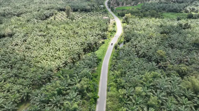 Jalan Trans Luwuk yang membelah SM Bakiriang, dan dikeliling oleh perkebunan sawit.