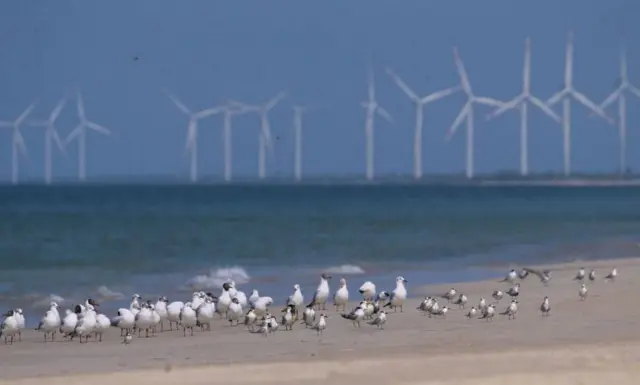 இலங்கை காற்றாலை திட்டம் - ''அதானியின் பாதையில் செல்ல பறவைகளுக்கு பறக்க கற்றுக்கொடுக்க வேண்டும்"