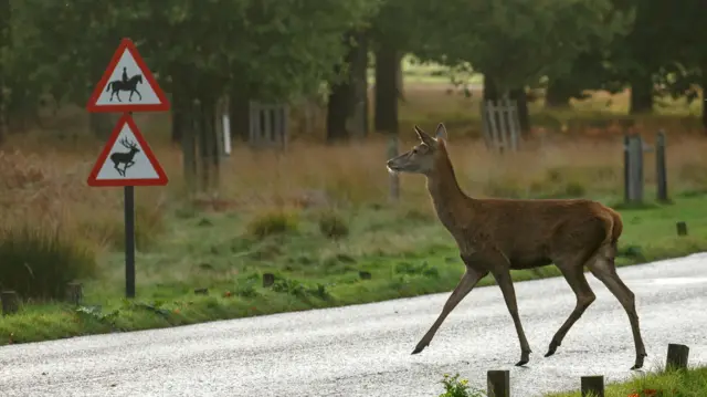 یوه هوسۍ د کلي له لمده سړکه تېرېږي. مخې ته یې د خبرداري سره او سپینه دړه ولاړه ده او پرې د هوسۍ انځور چې منډې وهي.تر شا یې واښه او ځنګل دی.