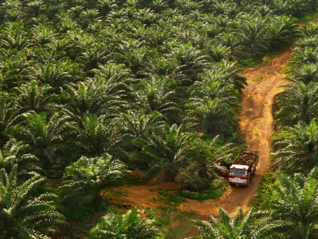 Perkebunan kelapa sawit.