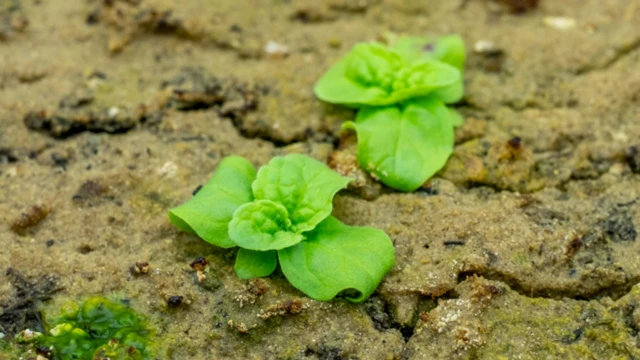 కలుపు మొక్కలు