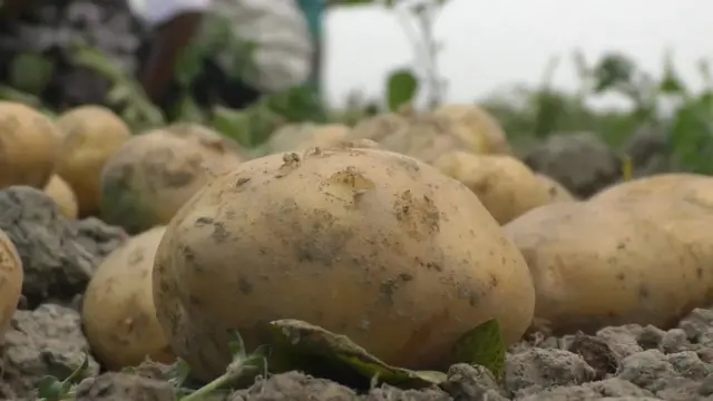 দেশে আলু সংরক্ষণের জন্য পর্যাপ্ত হিমাগার নেই