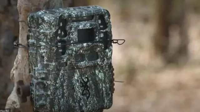 સિદ્ધાવતમ ફૉરેસ્ટસ અભ્યારણ્ય, આંધ્ર પ્રદેશ કડપા, કાલિવી કોડીની શોધ, સંરક્ષિત પક્ષી, કરોડોનો ખર્ચ, તેલંગણા, બીબીસી ગુજરાતી,