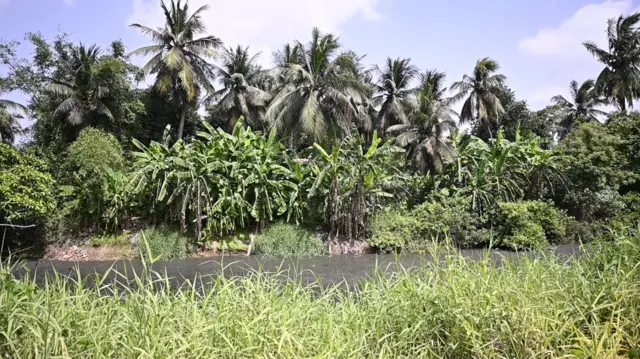 కొబ్బరి తోటలు