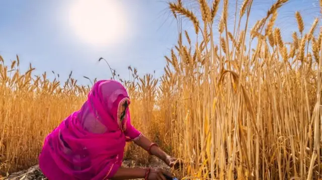ખાતર તરીકે માનવમૂત્રનો ઉપયોગ, યુરિન, ફર્ટિલાઇઝર, અમેરિકામાં, કુદરતી ખાતર, રાસાયણિક ખાતરનો વિકલ્પ, ખેતર, બીબીસી ગુજરાતી, બીબીસી ન્યૂઝ ગુજરાતી 
