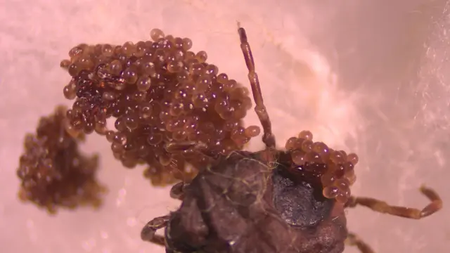 Hyalomma marginatum kenesi ve yumurtaları. 