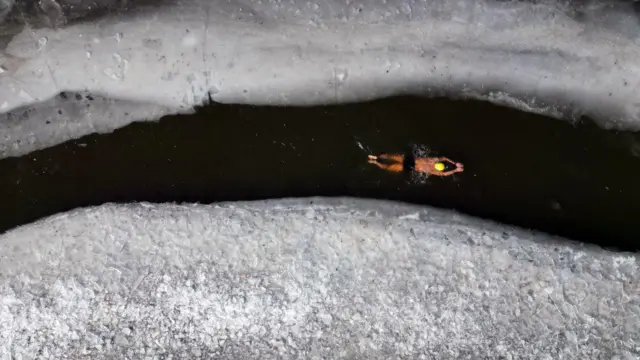 Зимове плавання