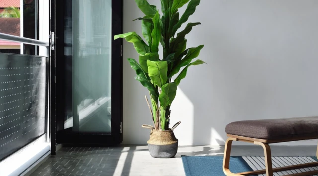 Sameynta sawirrada macmalka ah