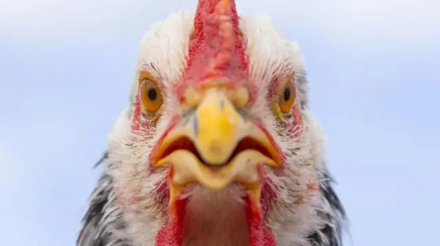 अब तक बर्ड फ़्लू का संक्रमण अमेरिका के कई राज्यों के कई डेरी फ़ार्मों में फैल गया है