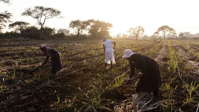 Trois femmes travaillent dans une ferme en Afrique du Sud.