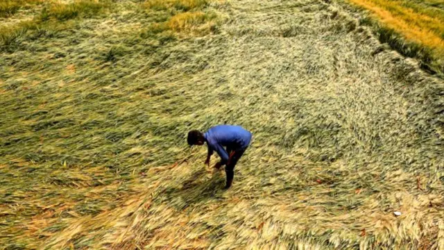 રવી પાકો