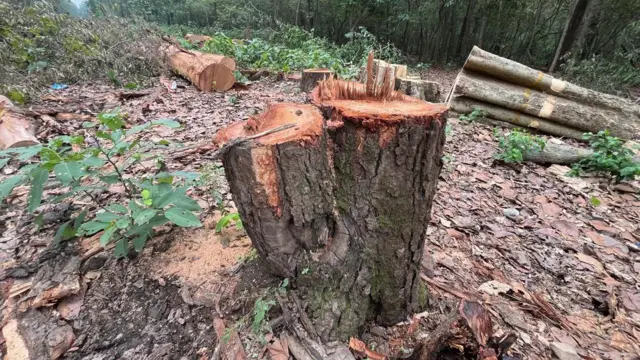 सात मोड़ वन क्षेत्र में कटा हुआ पेड़