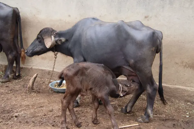 બીબીસી ગુજરાતી ગાય ભેંસ દુધાળા પશુ વ્યંધત્વ ફર્ટિલિટી પશુપાલક