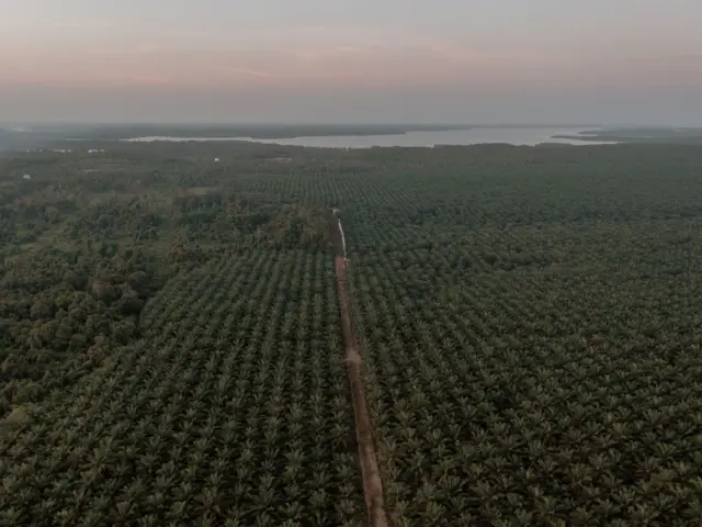 Kekerasan sawit
