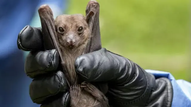 मारबर्ग विषाणू वटवाघळातही सापडतो