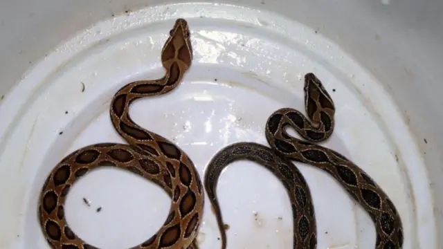 સાપ, ભારત, બીબીસી, ગુજરાતી