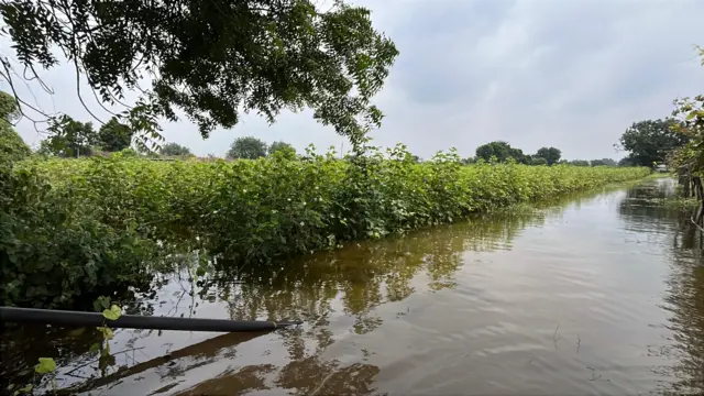अतिवृष्टीचा खरीप हंगामातील सोयाबीन, कापूस, तूर या पिकांना मोठा फटका बसला आहे.