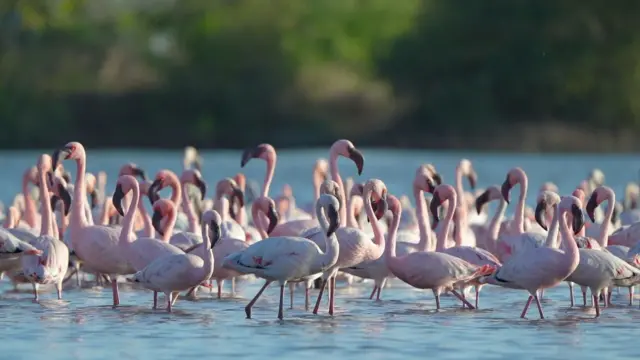फ्लेमिंगो 