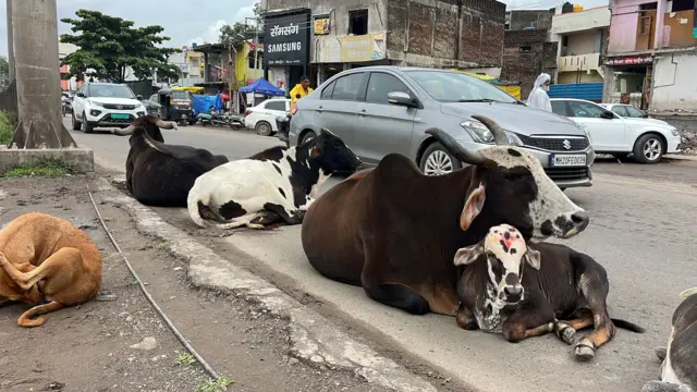 सड़क पर बैठे जानवर