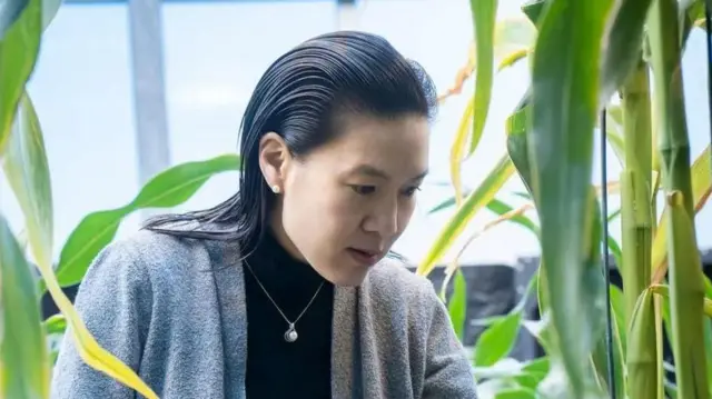 بونسي تريفيسفافيت