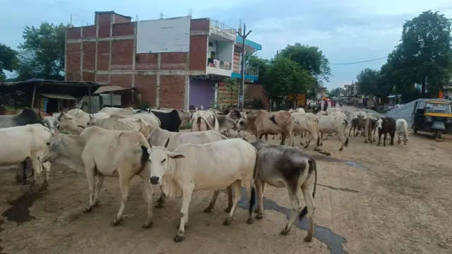 आवारा पशुओं से लोगों को हो रही परेशानी