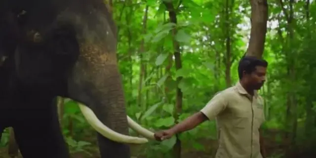 அனந்த் அம்பானியின் வந்தாரா உயிரியல், யானை பூங்கா,