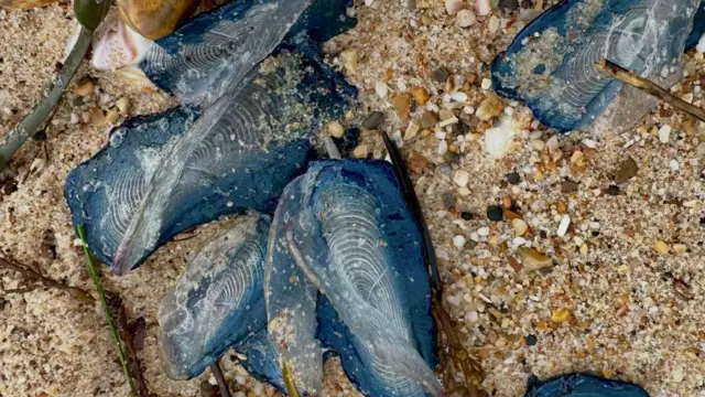 Primer plano de marineros arrastrados por el viento que han muerto en la arena. Son de color azul oscuro y se parecen a las conchas de mejillones, pero son organismos similares a las medusas. Cuando están en el mar, tienen un disco azul plano que flota en la superficie del agua, tentáculos que cuelgan por debajo y una vela transparente en la parte superior.