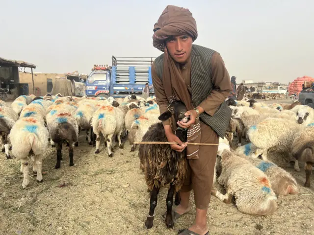 د قربانۍ بازارونو کې د پسونو، وزو او غواګانو پېر او پلور دوام لري