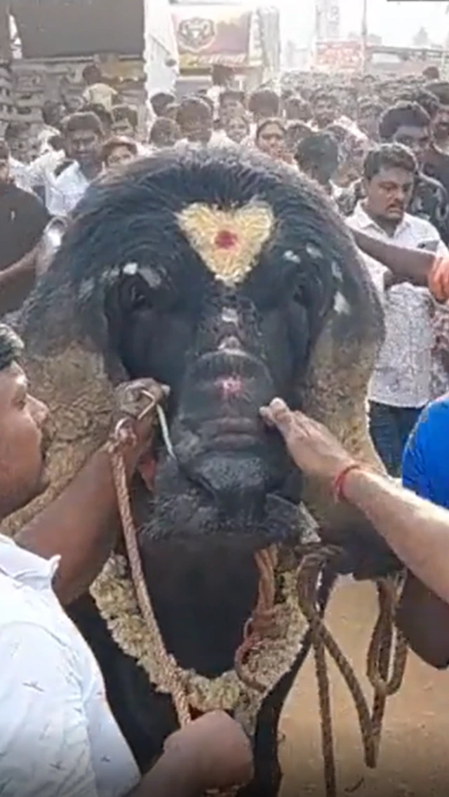 મહાકાય પાડો પાંચ લાખમાં વેચાયો