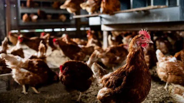 A flock of brown hens walking around a chicken coop. One hen is in the foreground looking at the camera. The other birds are walking around eating food.